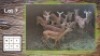 12X Rooibok M:4 F:8 (Per Piece to take the lot/Per stuk om lot te neem)