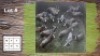 17X Blesbok M:17 (Per Piece to take the lot/Per stuk om lot te neem)