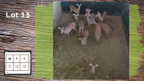 10X Rooibok F:10 (Per Piece to take the lot/Per stuk om lot te neem)