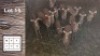 12X Rooibok M:3 F:9 (Per Piece to take the lot/Per stuk om lot te neem)