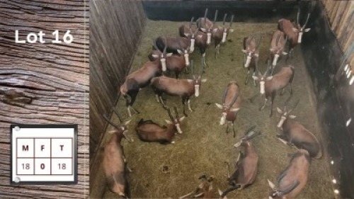 17X Blesbok M:17 (Per Piece to take the lot/Per stuk om lot te neem)