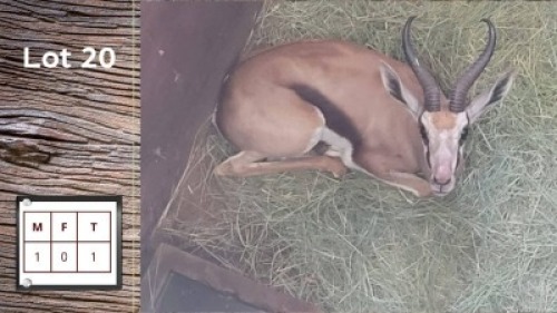 1X Springbok M:1