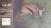 1X Springbok M:1