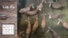 13X Blesbok M:13 (Per Piece to take the lot/Per stuk om lot te neem)