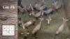16X Blesbok F:16 (Per Piece to take the lot/Per stuk om lot te neem)