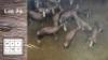 16X Blesbok F:16 (Per Piece to take the lot/Per stuk om lot te neem)