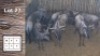8X Blouwildebees F:4 (Per Piece to take the lot/Per stuk om lot te neem)