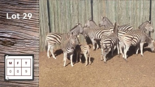 9X Zebra F: (Per Piece to take the lot/Per stuk om lot te neem)
