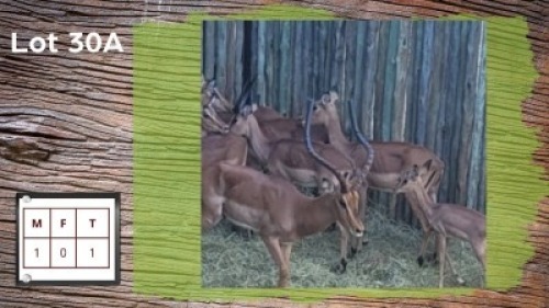 1X Rooibok M:1 Groot Ram