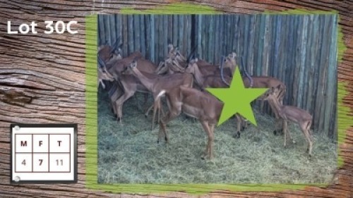11X Rooibok M:4 F:7 Jong Ram (Per Piece to take the lot/Per stuk om lot te neem)