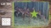 11X Rooibok M:4 F:7 Jong Ram (Per Piece to take the lot/Per stuk om lot te neem)