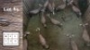15X Blesbok F:15 (Per Piece to take the lot/Per stuk om lot te neem)