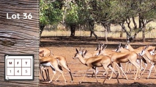 5X Koper Springbok M:1 F:4 (Per Piece to take the lot/Per stuk om lot te neem)