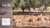 5X Koper Springbok M:1 F:4 (Per Piece to take the lot/Per stuk om lot te neem)