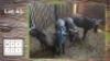 4X Blouwildebees M:1 F:3 (Per Piece to take the lot/Per stuk om lot te neem)