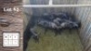 11X Blouwildebees F:7 (Per Piece to take the lot/Per stuk om lot te neem)