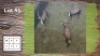 3X Blesbok M:3