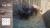 9X Blouwildebees F:7 (Per Piece to take the lot/Per stuk om lot te neem)