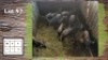 12X Blouwildebees F:7 (Per Piece to take the lot/Per stuk om lot te neem)