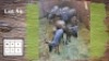 8X Blouwildebees F:5 (Per Piece to take the lot/Per stuk om lot te neem)