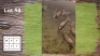 6X Blesbok M:6