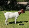 1X BOER GOAT STUD DOE VAATJIE NELL