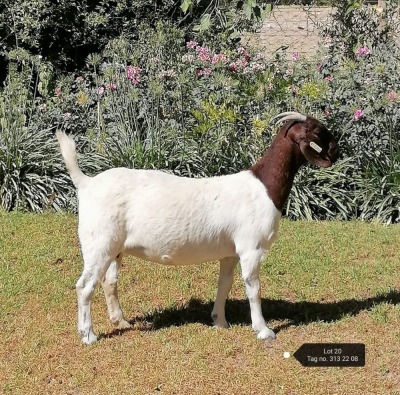 1X BOER GOAT STUD DOE VAATJIE NELL