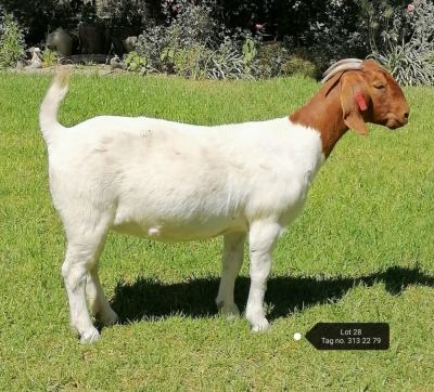 1X BOER GOAT STUD DOE VAATJIE NELL