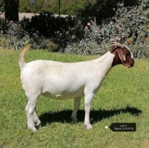 1X BOER GOAT DOE VAATJIE NELL