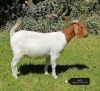 1X BOER GOAT FLOCK DOE VAATJIE NELL