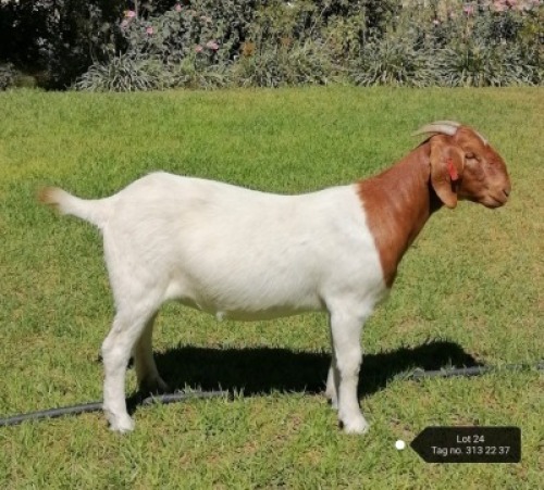 1X BOER GOAT STUD DOE VAATJIE NELL
