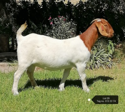 1X BOER GOAT STUD DOE VAATJIE NELL