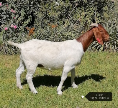 1X BOER GOAT FLOCK DOE VAATJIE NELL