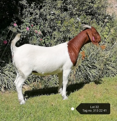 1X BOER GOAT FLOCK DOE VAATJIE NELL