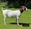 1X BOER GOAT STUD DOE VAATJIE NELL