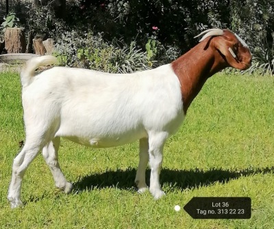 1X BOER GOAT STUD DOE VAATJIE NELL