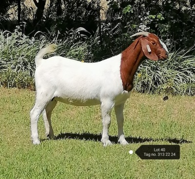 1X BOER GOAT FLOCK DOE VAATJIE NELL