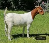 1X BOER GOAT FLOCK DOE VAATJIE NELL