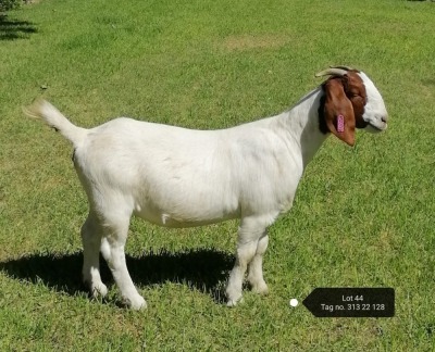 1X BOER GOAT FLOCK DOE VAATJIE NELL