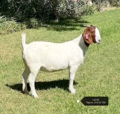 1X BOER GOAT FLOCK DOE VAATJIE NELL