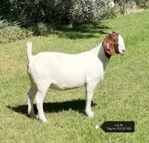 1X BOER GOAT FLOCK DOE VAATJIE NELL