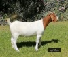 1X BOER GOAT FLOCK DOE VAATJIE NELL