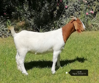 1X BOER GOAT FLOCK DOE VAATJIE NELL