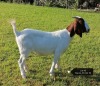 1X BOER GOAT FLOCK DOE VAATJIE NELL