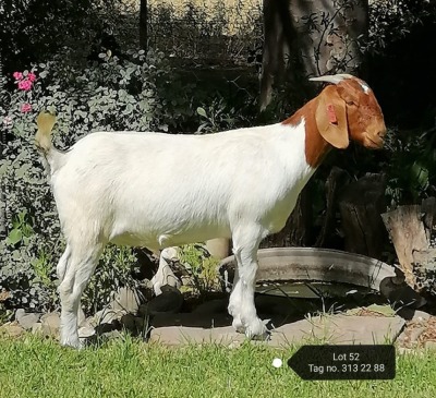 1X BOER GOAT FLOCK DOE VAATJIE NELL