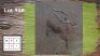 1X Saddleback Rooibok M:1