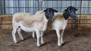 2X DORPER EWE SCHALK BURGER BOERDER