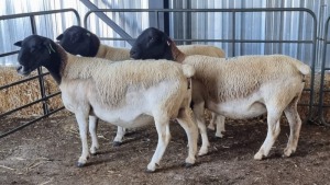 3X DORPER EWE SCHALK BURGER BOERDER