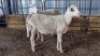 2X MEATMASTERS EWE SCHALK BURGER BOERDER