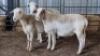 3X MEATMASTERS EWE SCHALK BURGER BOERDER